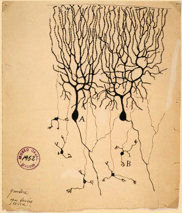 サンティアゴ・ラモン・イ・カハールが手描きしたプルキンエ細胞（1899年）