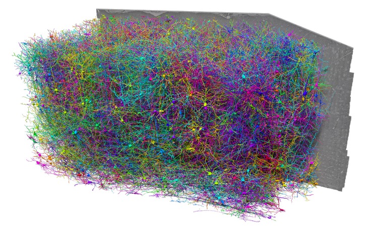 大脳皮質1立方ミリメートルを高密度に3D再構成した画像。すべてのニューロンが1本ずつトレースされて色分けされ、背後に元の電子顕微鏡の切片面が見える